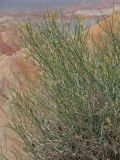Sisymbrium isfarense. Верхушки побегов с плодами и цветками. Киргизия, Баткенская обл., Баткенский р-н, окр. с. Самаркандык, Туркестанский хр., горы Сары-Тоо, уроч. Мадыген, пестроцветы. 9 мая 2026 г.