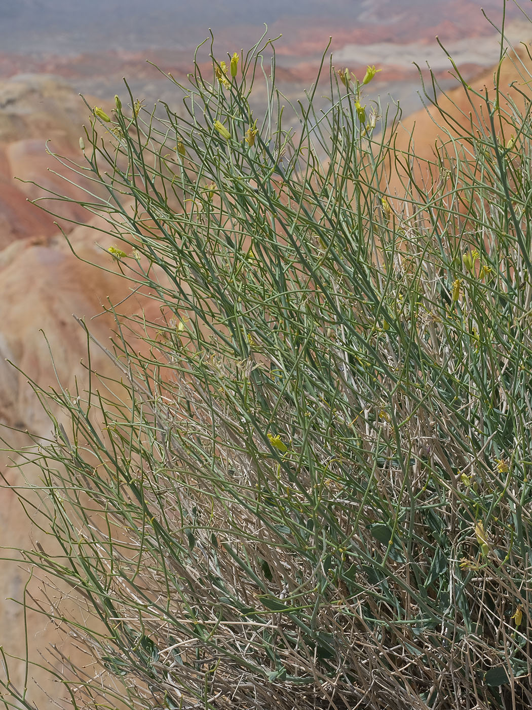 Image of Sisymbrium isfarense specimen.