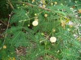 Leucaena leucocephala. Ветка цветущего дерева. Турецкая Республика, пров. Анталья, г. Кемер (Türkiye Cumhuriyeti, il Antalya, Kemer); в озеленении города. 04.06.2009.