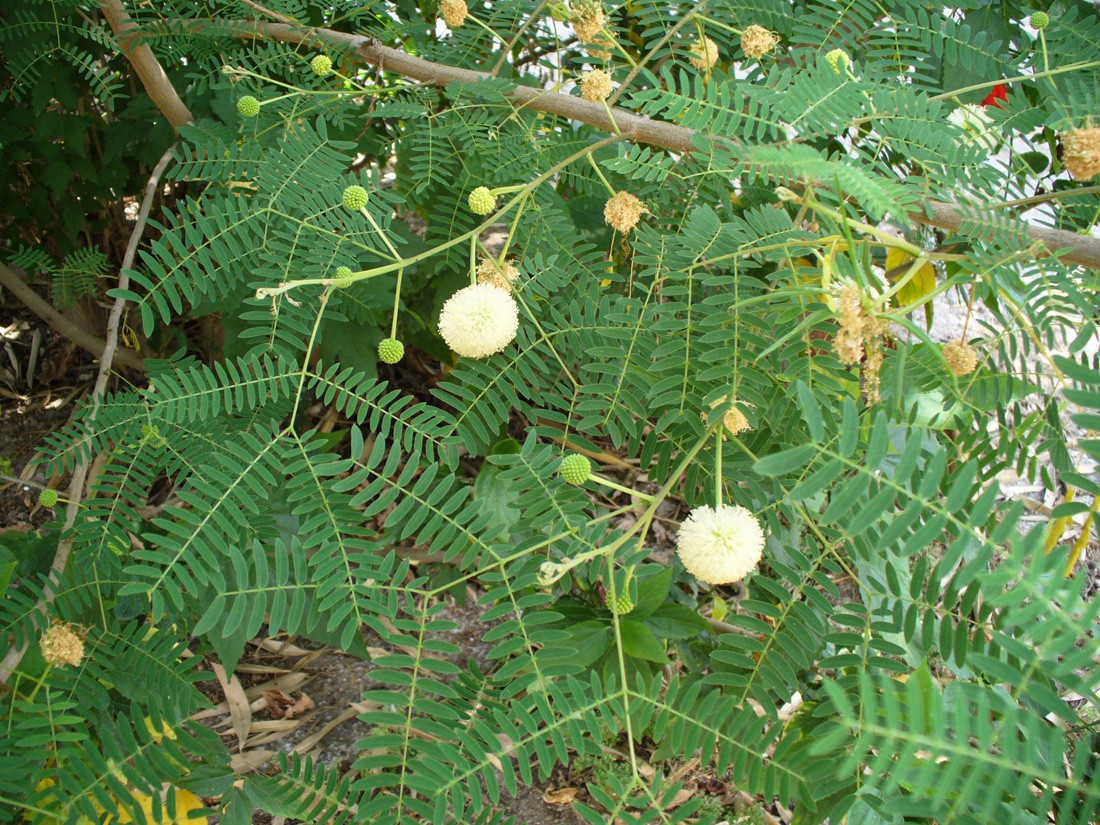 Изображение особи Leucaena leucocephala.