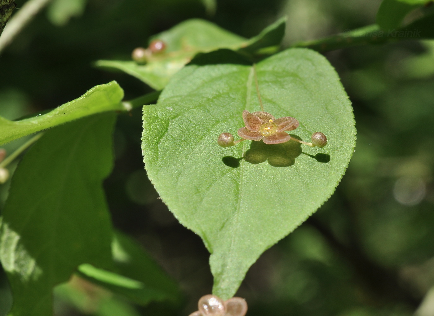 Image of Euonymus pauciflorus specimen.