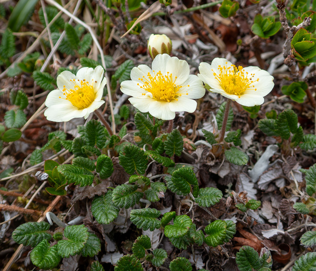 Image of Dryas ajanensis specimen.