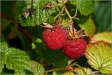 Rubus idaeus. Созревшие плоды и клоп на листе. Московская обл., Раменский р-н, окр. дер. Хрипань, садовый участок. 29.06.2026.