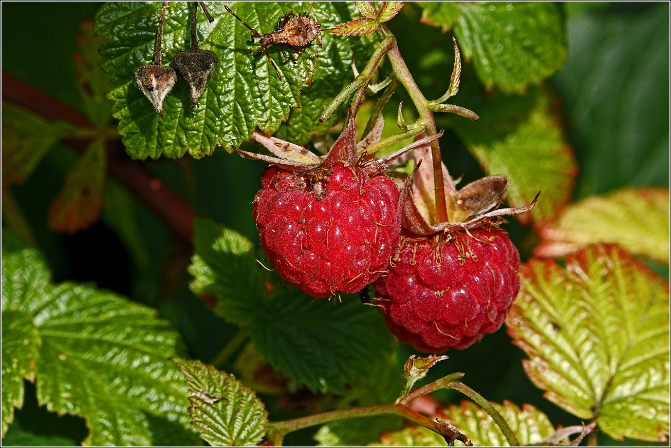 Изображение особи Rubus idaeus.