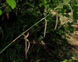 Carex pendula. Верхушка плодоносящего побега. Краснодарский край, муниципальное образование город-курорт Сочи, Адлерский р-н, Кудепстинский сельский округ, окр. пос. Дубравный, Кудепстинский дендропарк, широколиственный лес, берег ручейка. 04.07.2024.