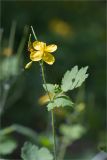 Chelidonium majus. Верхушка веточки с цветком, бутоном и незрелыми плодами. Республика Татарстан, окр. с. Камское Устье, дол. р. Волга, хвойно-широколиственный лес (с Pinus, Quercus, Ulmus, Acer), обочина грунтовой дороги. 01.06.2026.