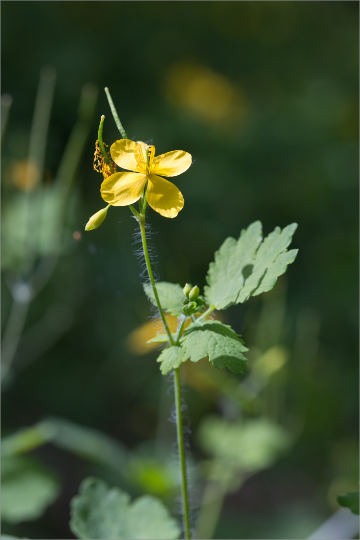 Image of Chelidonium majus specimen.