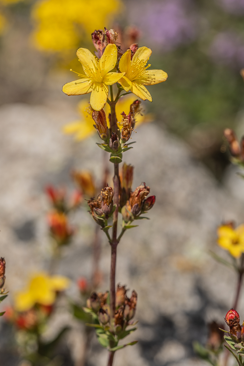 Изображение особи Hypericum linarioides.