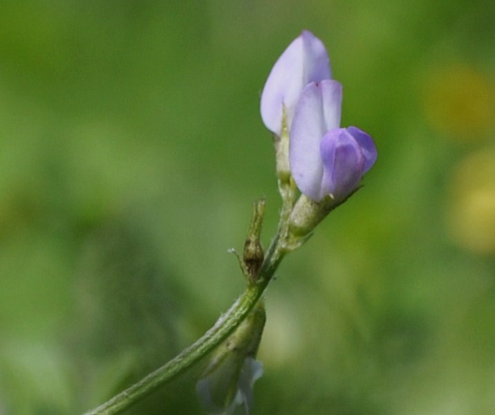 Image of Biserrula pelecinus specimen.