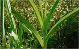 Allium porrum. Верхняя часть побега. Московская обл., Раменский р-н, окр. дер. Хрипань, садовый участок. 03.09.2026.