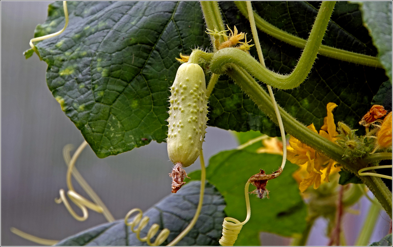Image of Cucumis sativus specimen.