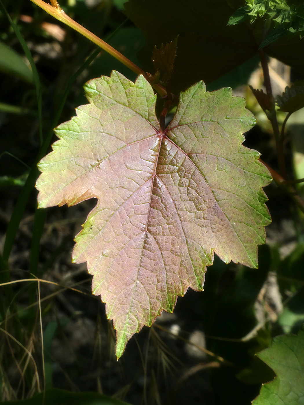 Изображение особи Vitis vinifera.