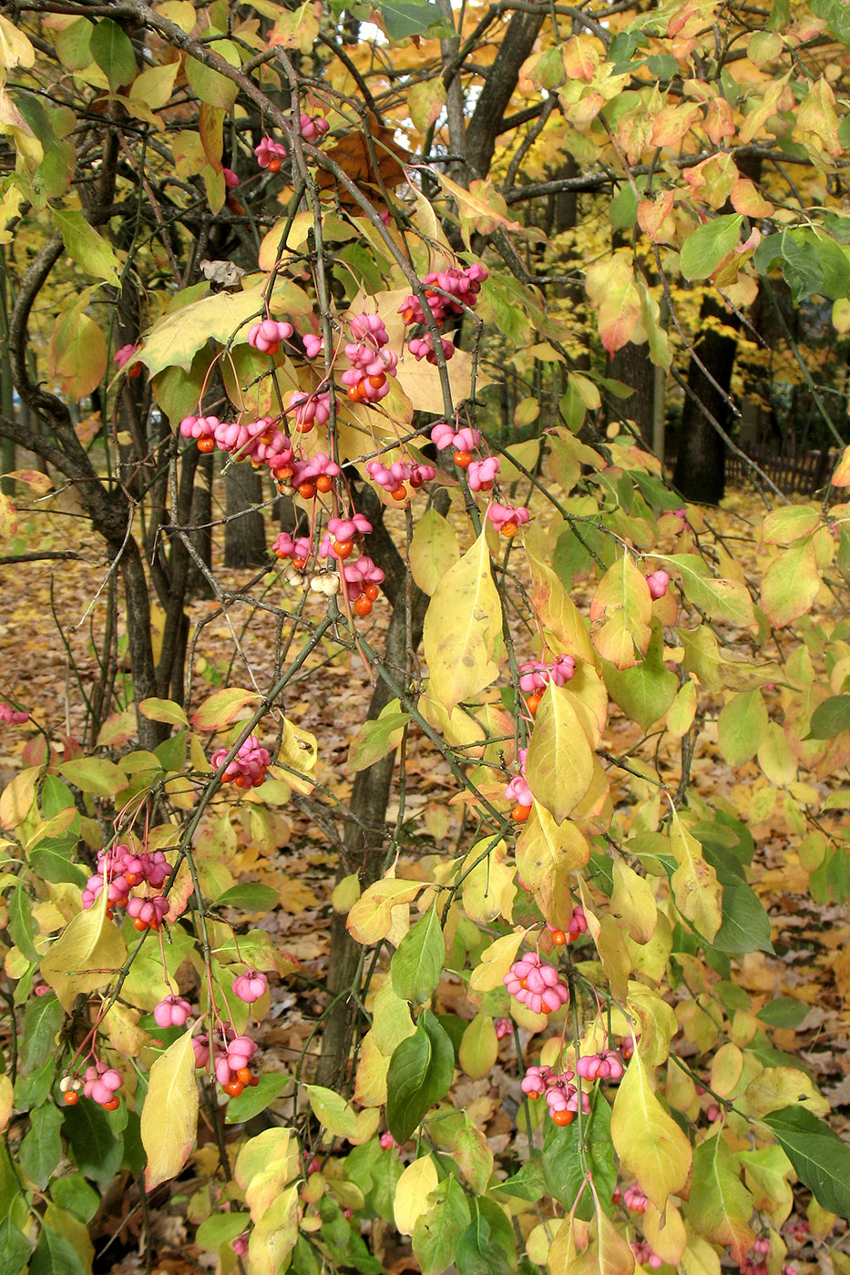 Image of Euonymus europaeus specimen.