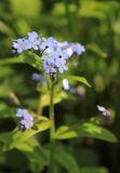 Myosotis sylvatica. Соцветия. Московская обл., Пушкинский р-н, парк в усадьбе \"Мураново\". 22.05.2011.