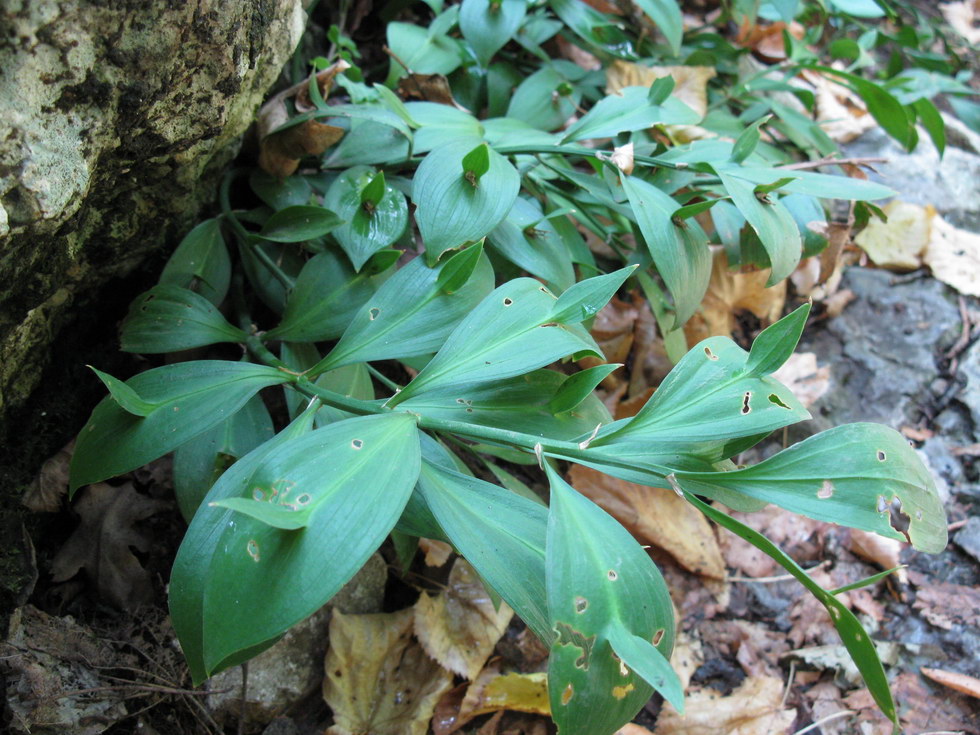 Изображение особи Ruscus hypoglossum.