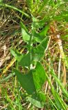 Taraxacum marklundii. Лист. Ярославская обл., Брейтовский р-н, с. Горинское, берег р. Себла. 30.05.2010.