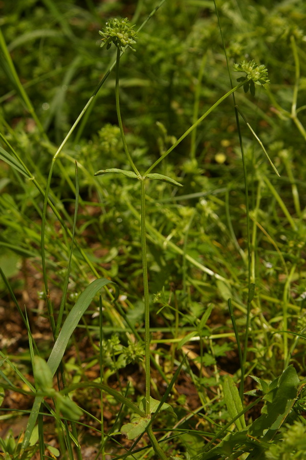 Изображение особи Valerianella locusta.