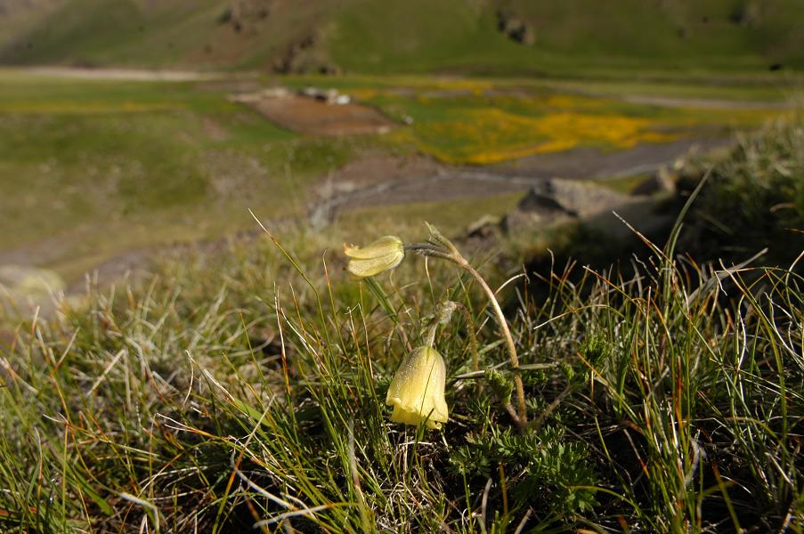 Image of Pulsatilla albana specimen.