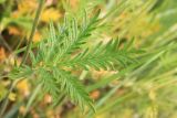 Potentilla longifolia