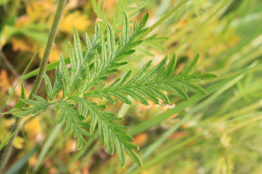 Изображение особи Potentilla longifolia.