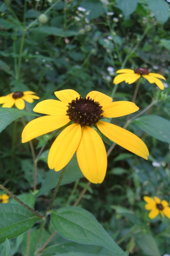 Изображение особи Rudbeckia triloba.