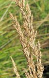 Calamagrostis neglecta