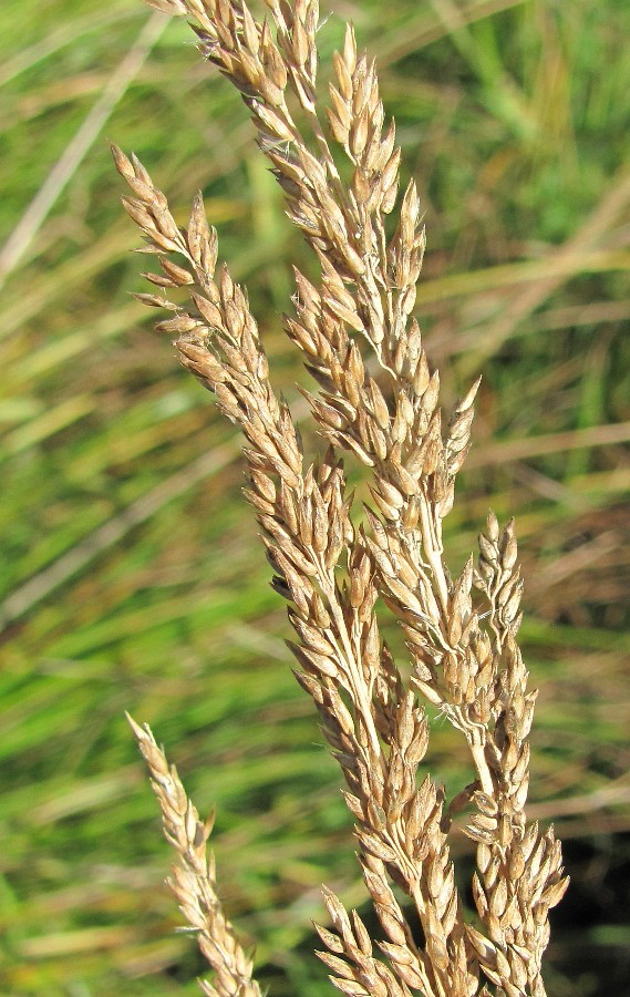 Image of Calamagrostis neglecta specimen.