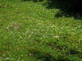 Bellis perennis