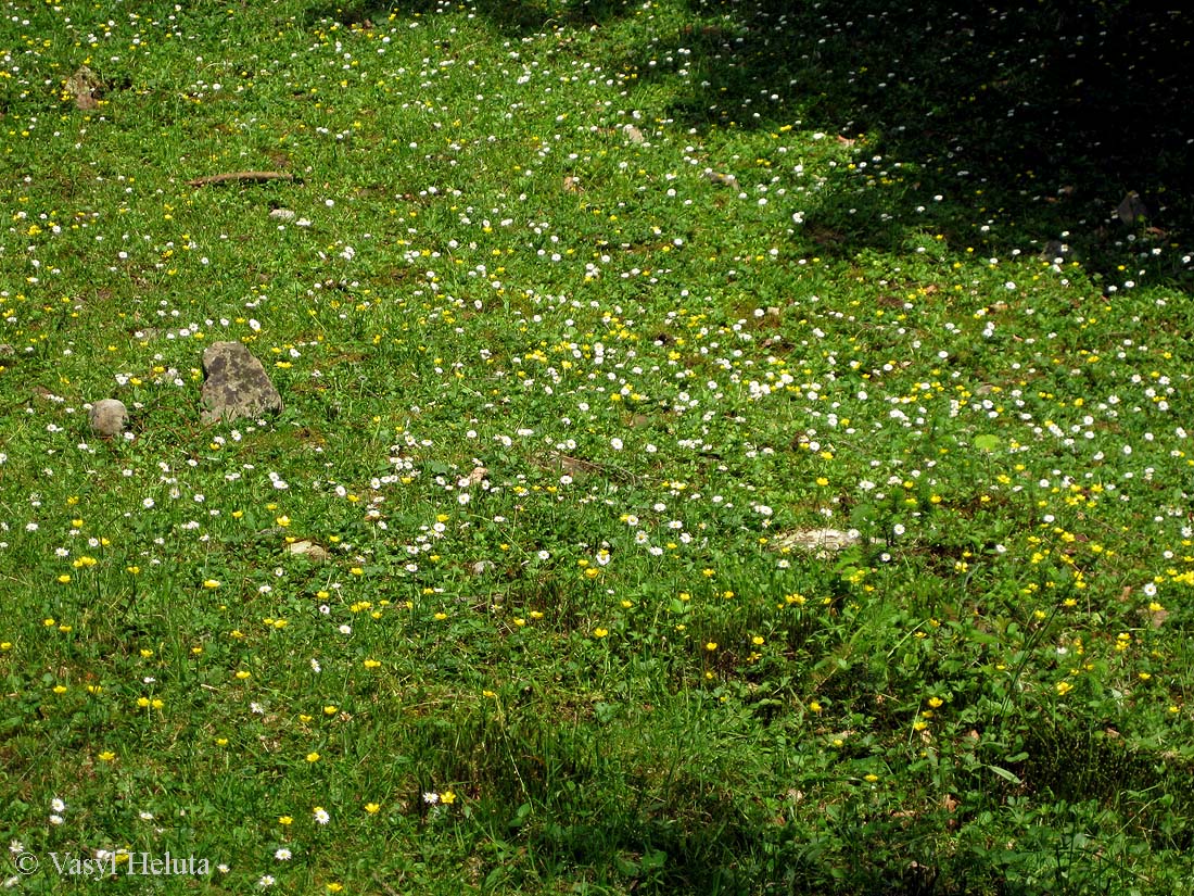 Изображение особи Bellis perennis.