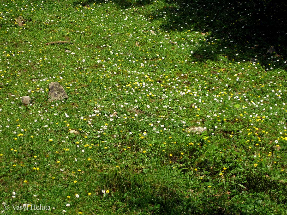 Изображение особи Bellis perennis.