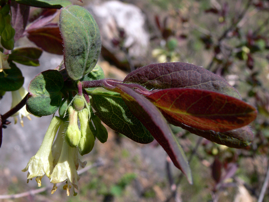 Изображение особи Lonicera &times; subarctica.