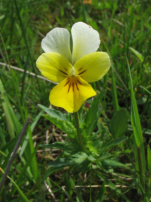 Изображение особи Viola matutina.