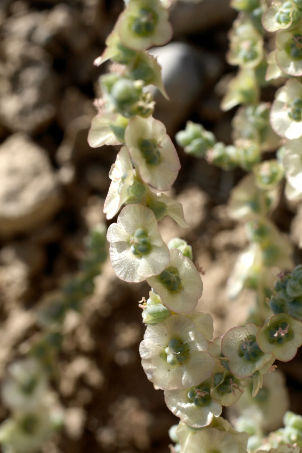 Image of Salsola incanescens specimen.