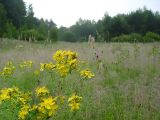 Hypericum maculatum. Соцветия. Московская обл., Раменский р-н, Хрипань, луг. 13.07.2003.