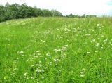 Chaerophyllum aromaticum