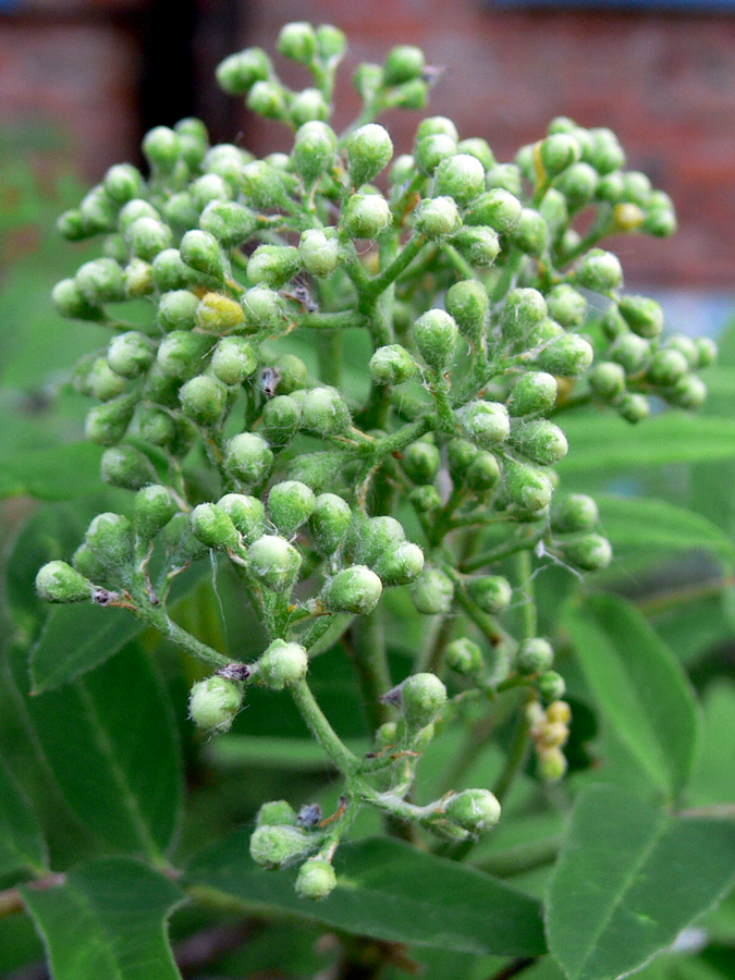 Image of Sorbus sibirica specimen.