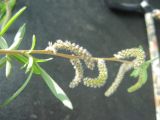 Salix ledebouriana. Ветвь с женскими серёжками. Томск, в культуре. 14.05.2011.