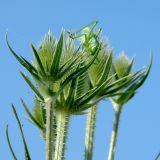 Dipsacus laciniatus