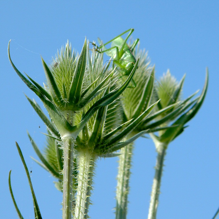 Изображение особи Dipsacus laciniatus.