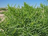 genus Salsola. Верхушка растения. Украина, Донецкая обл., Новоазовский р-н, Кривая коса, НПП \"Меотида\". 09.08.2011.