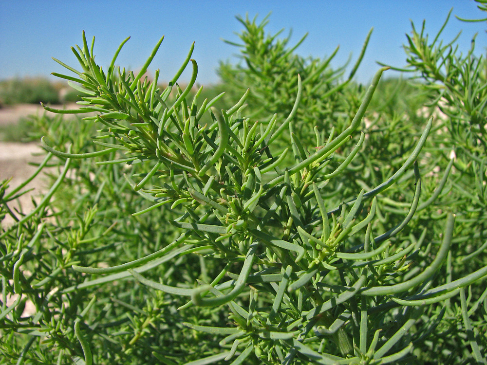 Изображение особи род Salsola.