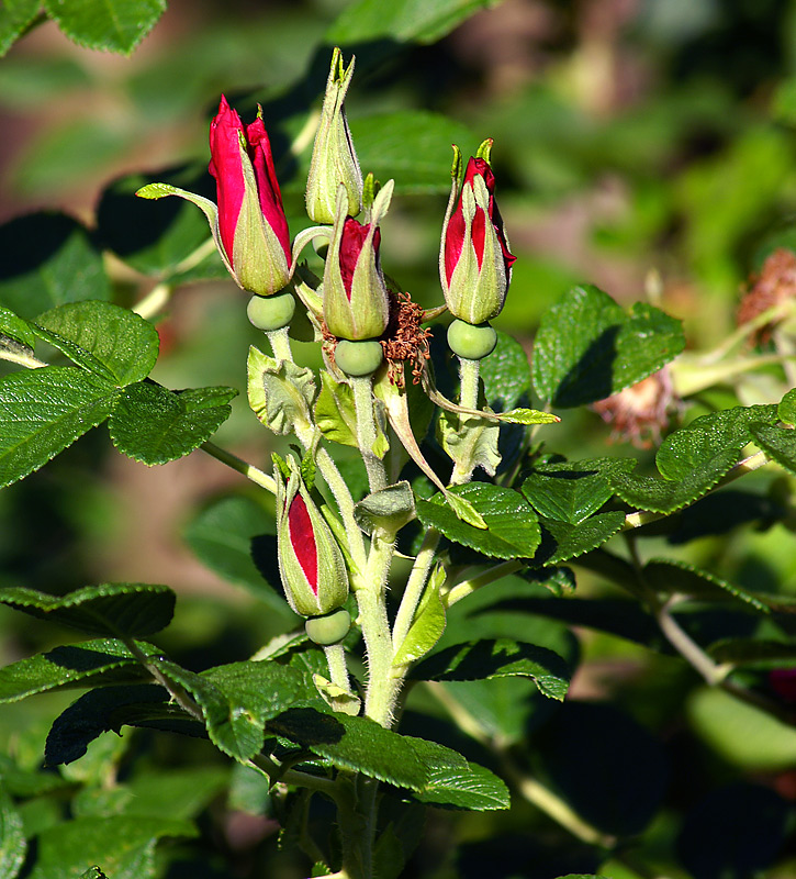 Image of Rosa rugosa specimen.
