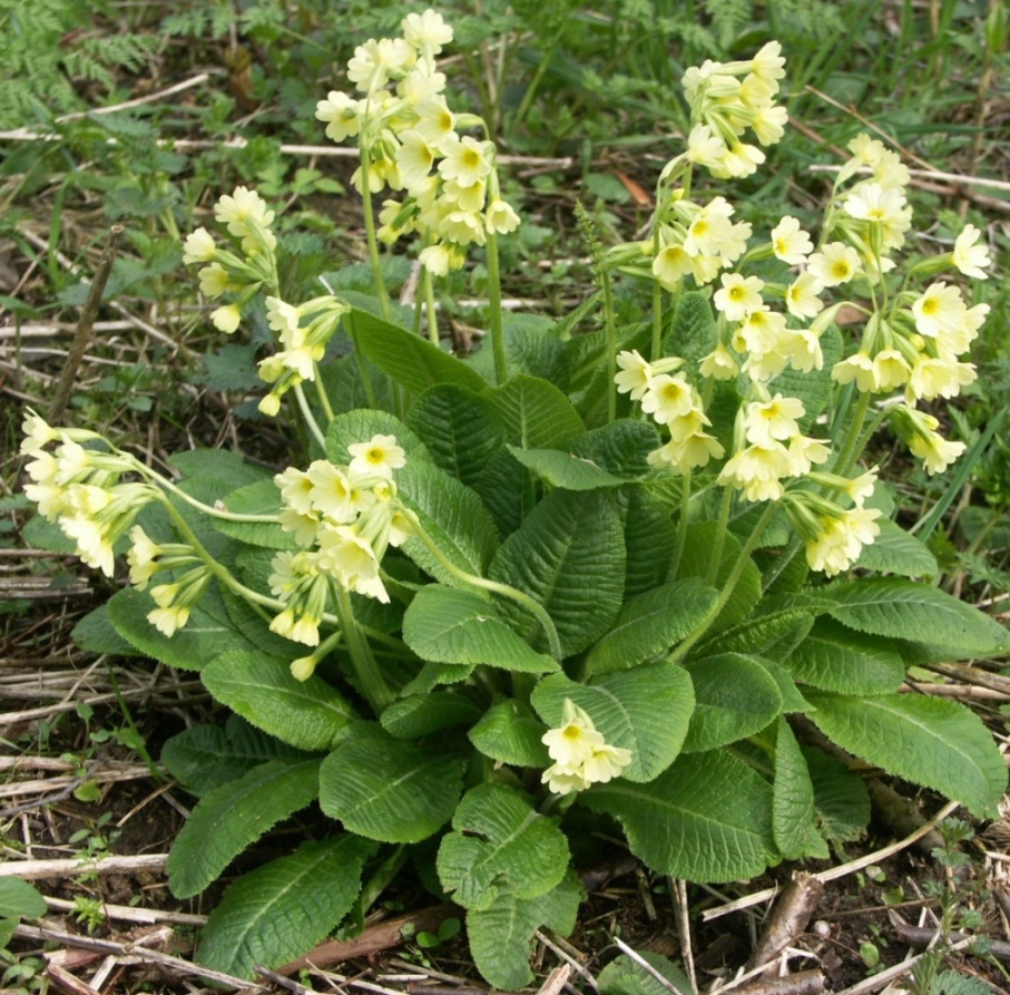 Image of Primula elatior specimen.