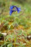 genus Delphinium. Верхушка цветущего растения. Забайкалье, хребет Кодар. 03.08.2010.
