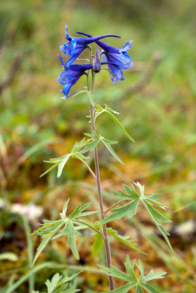 Изображение особи род Delphinium.