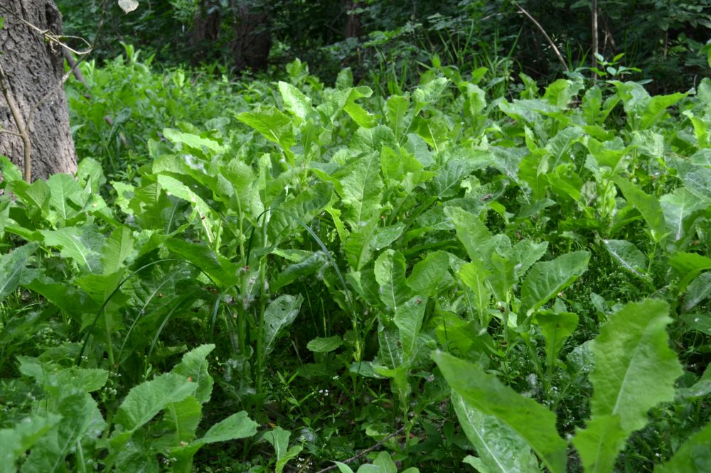 Изображение особи Sonchus arvensis ssp. uliginosus.