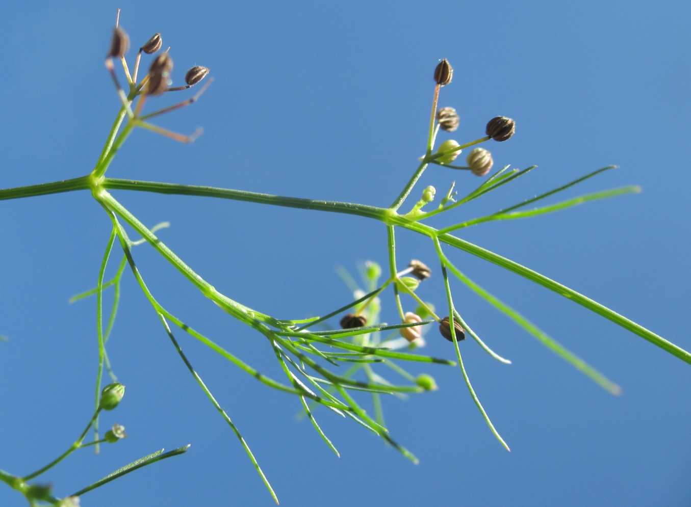 Изображение особи Cyclospermum leptophyllum.