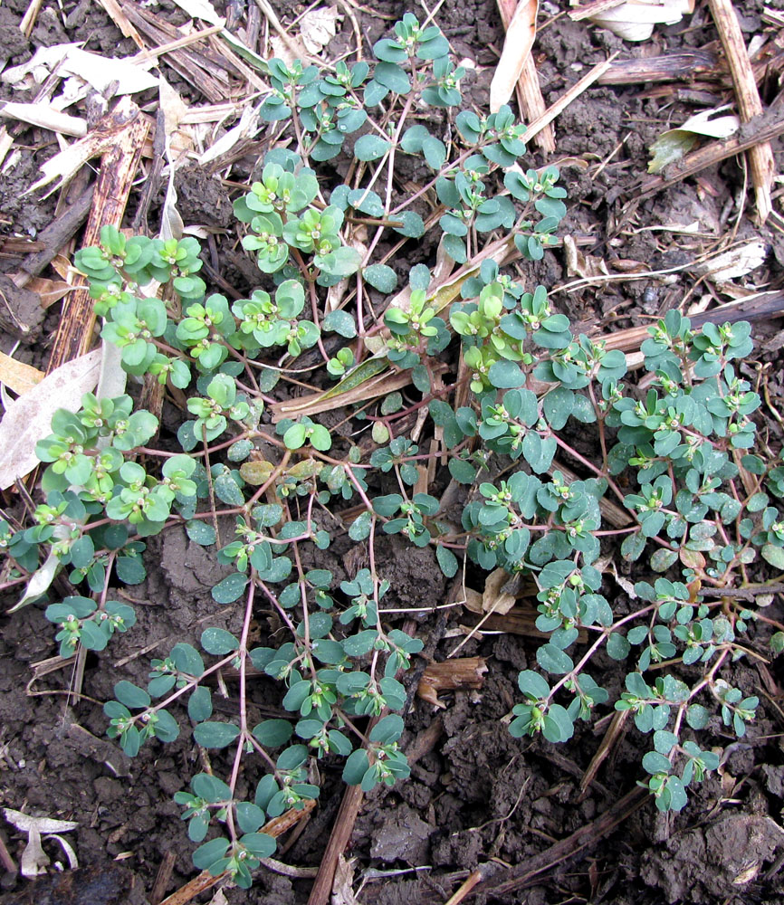 Image of Euphorbia chamaesyce specimen.