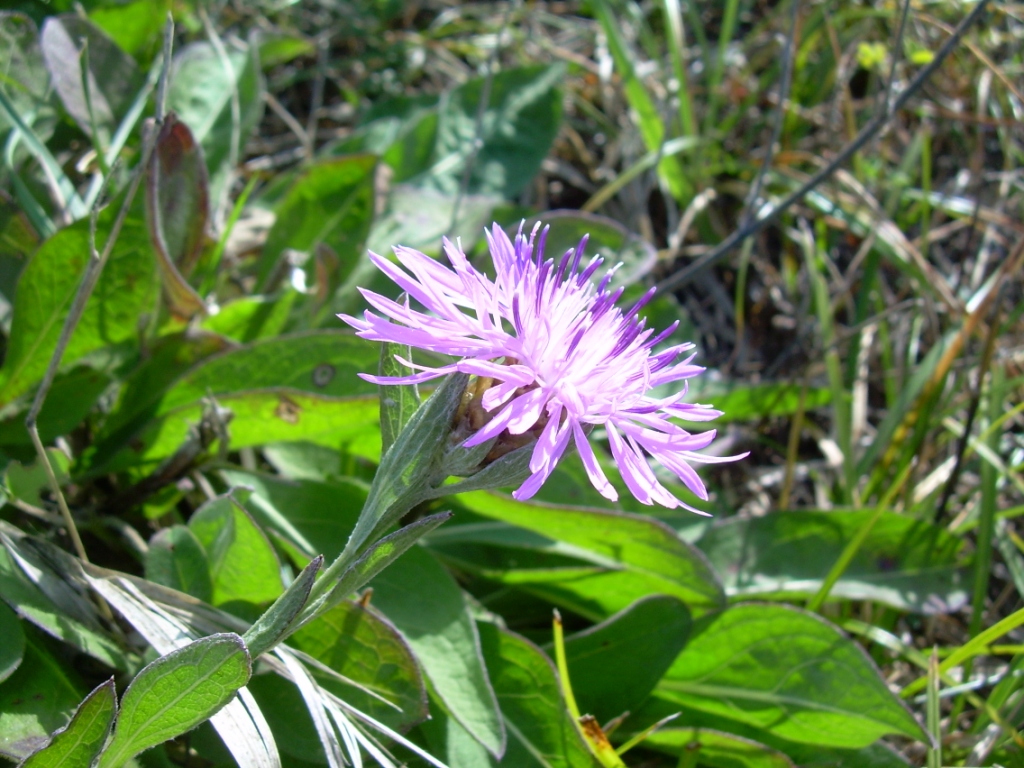 Image of Centaurea jacea ssp. substituta specimen.