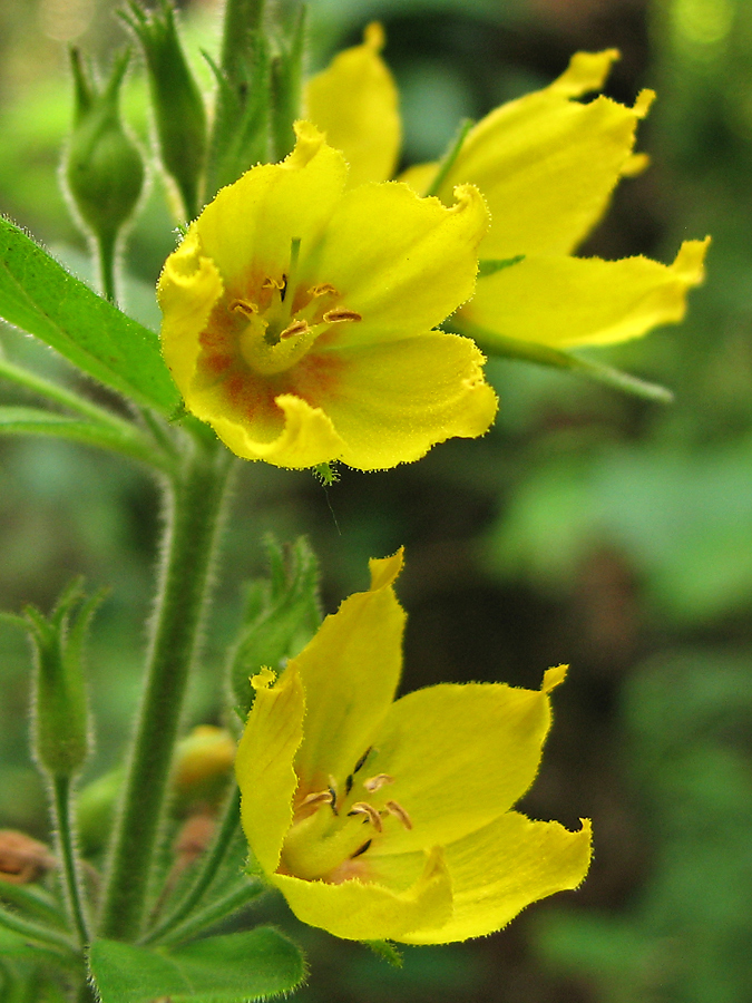 Изображение особи Lysimachia verticillaris.